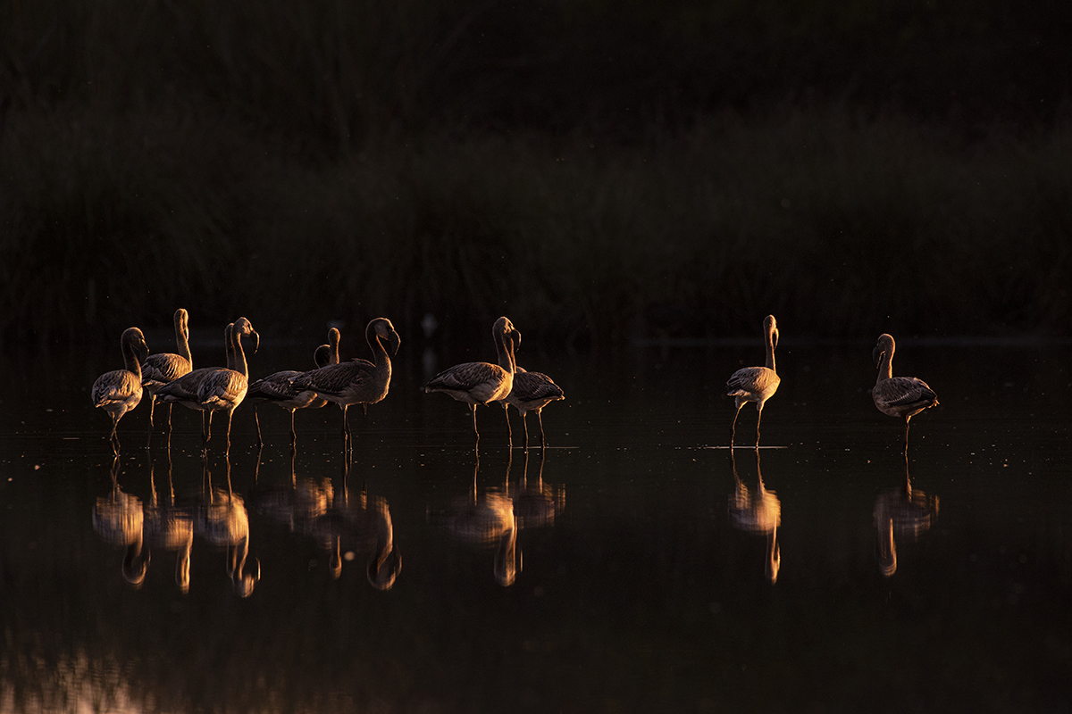 Golden Birds