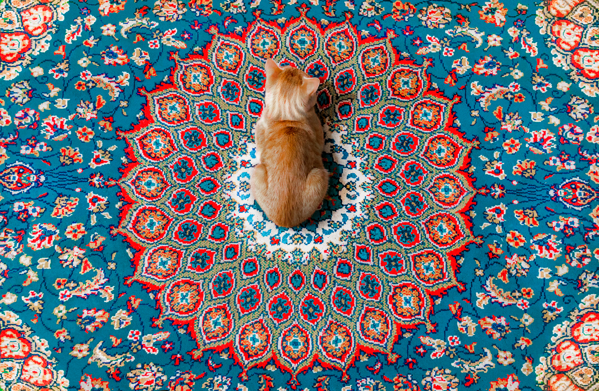 Personal Cat Carpet