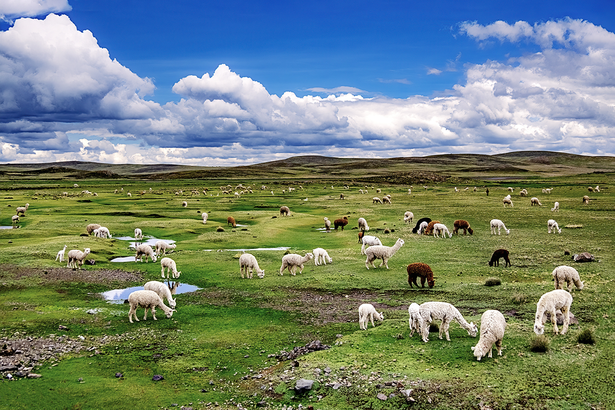 Counting Alpacas