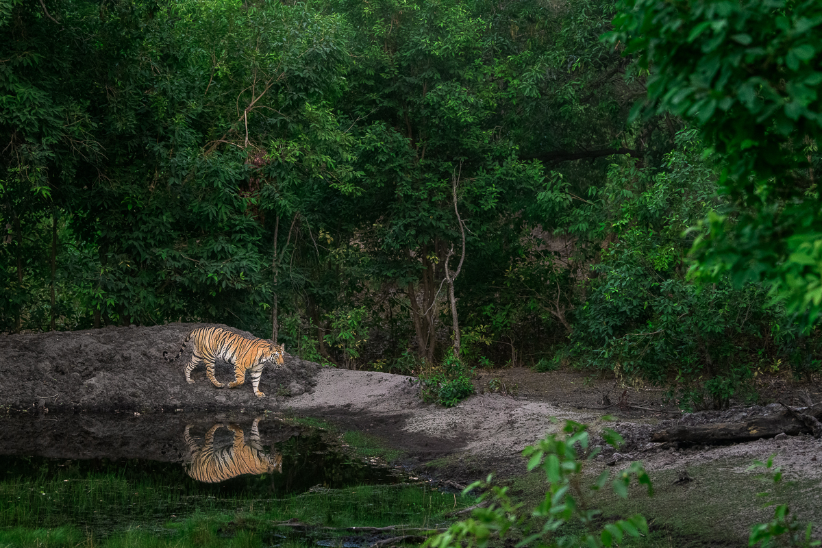 Tiger in Habitat