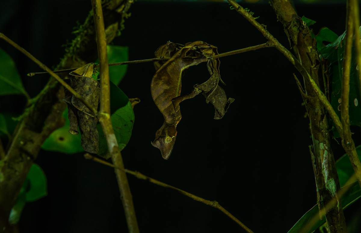 Satanic Leaf Tailed Gecko