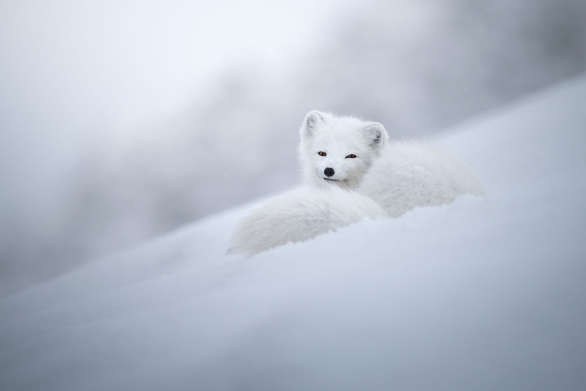 Divine beauty of an arctic fox