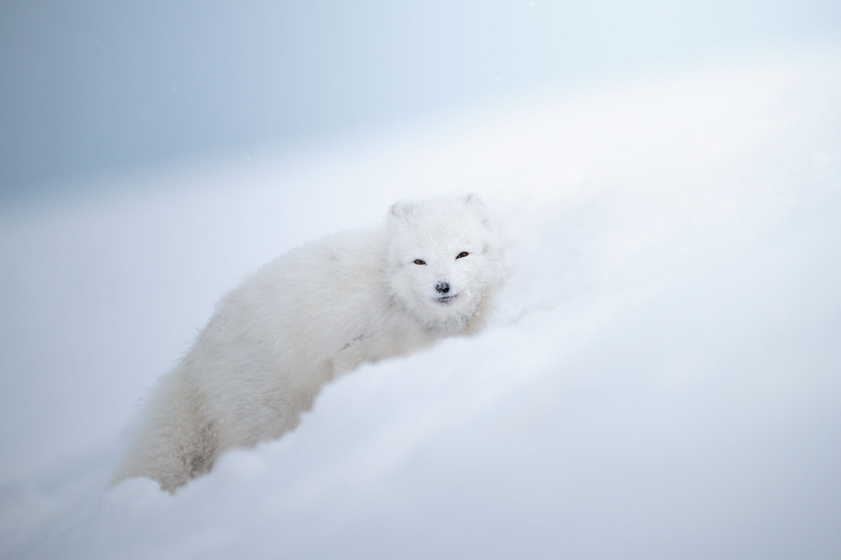 Arctic Fox, the ice queen