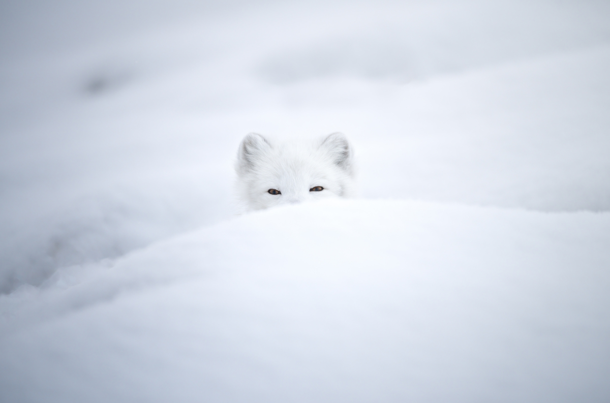 White camouflage