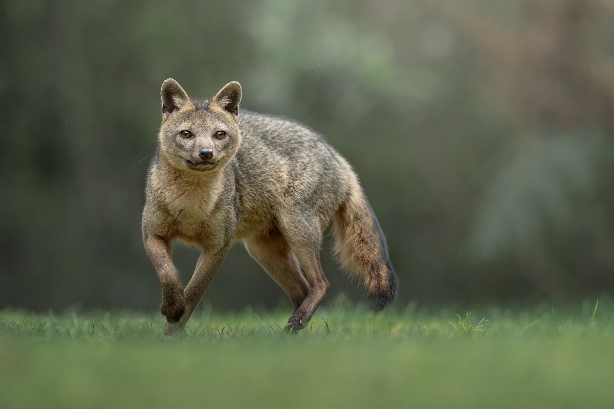 Crab-eating Fox from Colombia