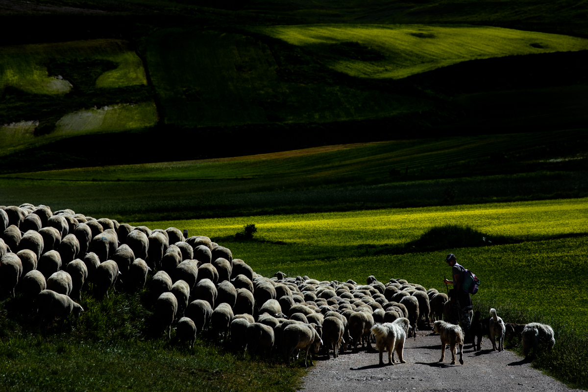 Shepherd at the Plains of Castelluccio with lentil fields.