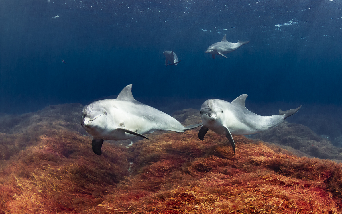 Seaweed forest