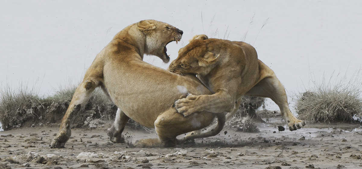 Lion Fight