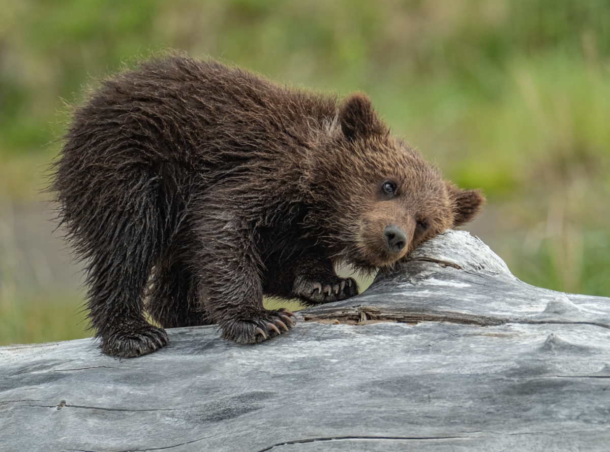 Brown Bear Cub