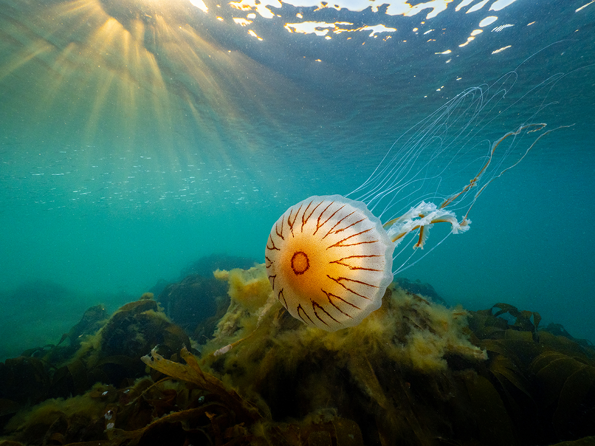 Jellyfish at sunrise