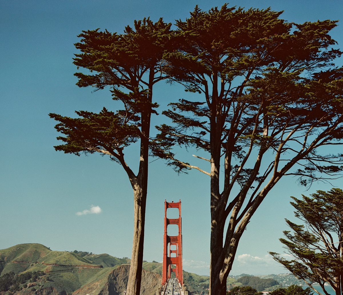 Golden Gate Bridge and Cypress Trees