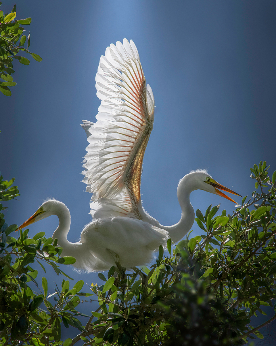 Wings of Light