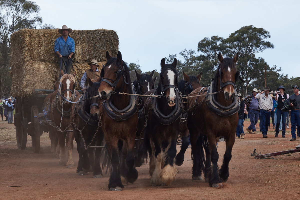 Barellan Clydesdales 2022