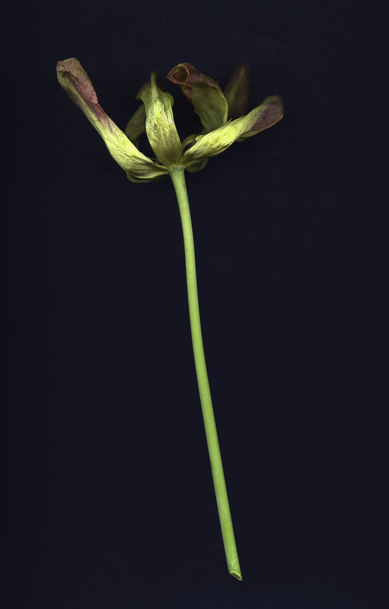 Tulip.