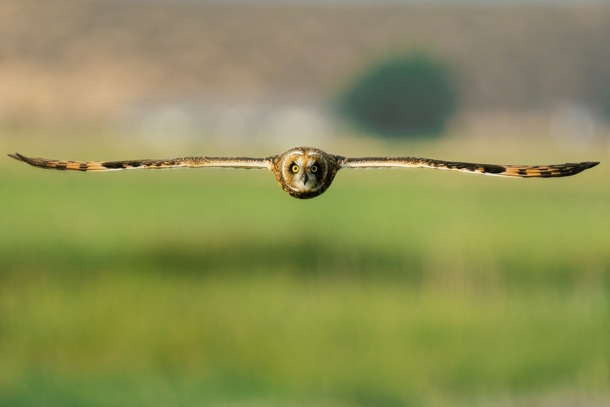 Short-eared Owl in Flight