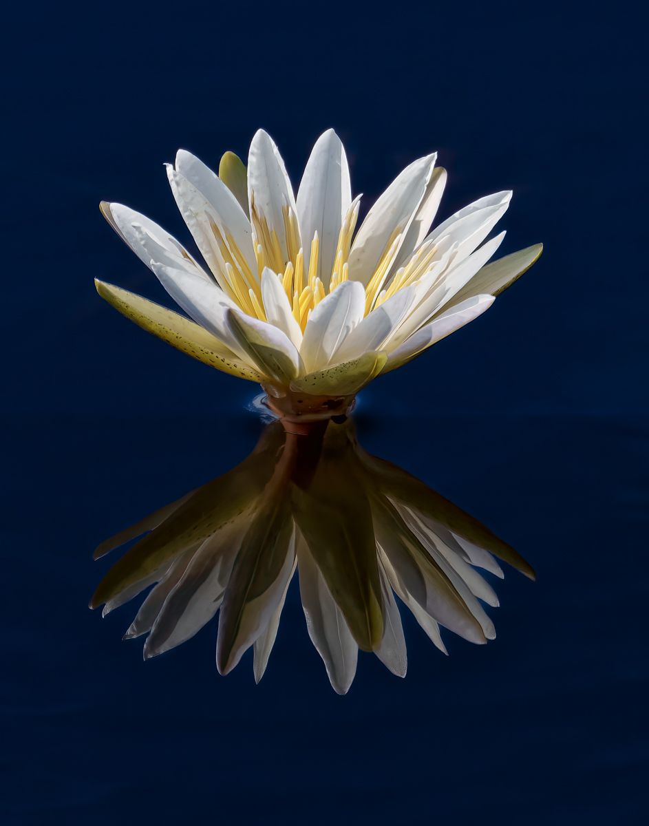 African Water Lily