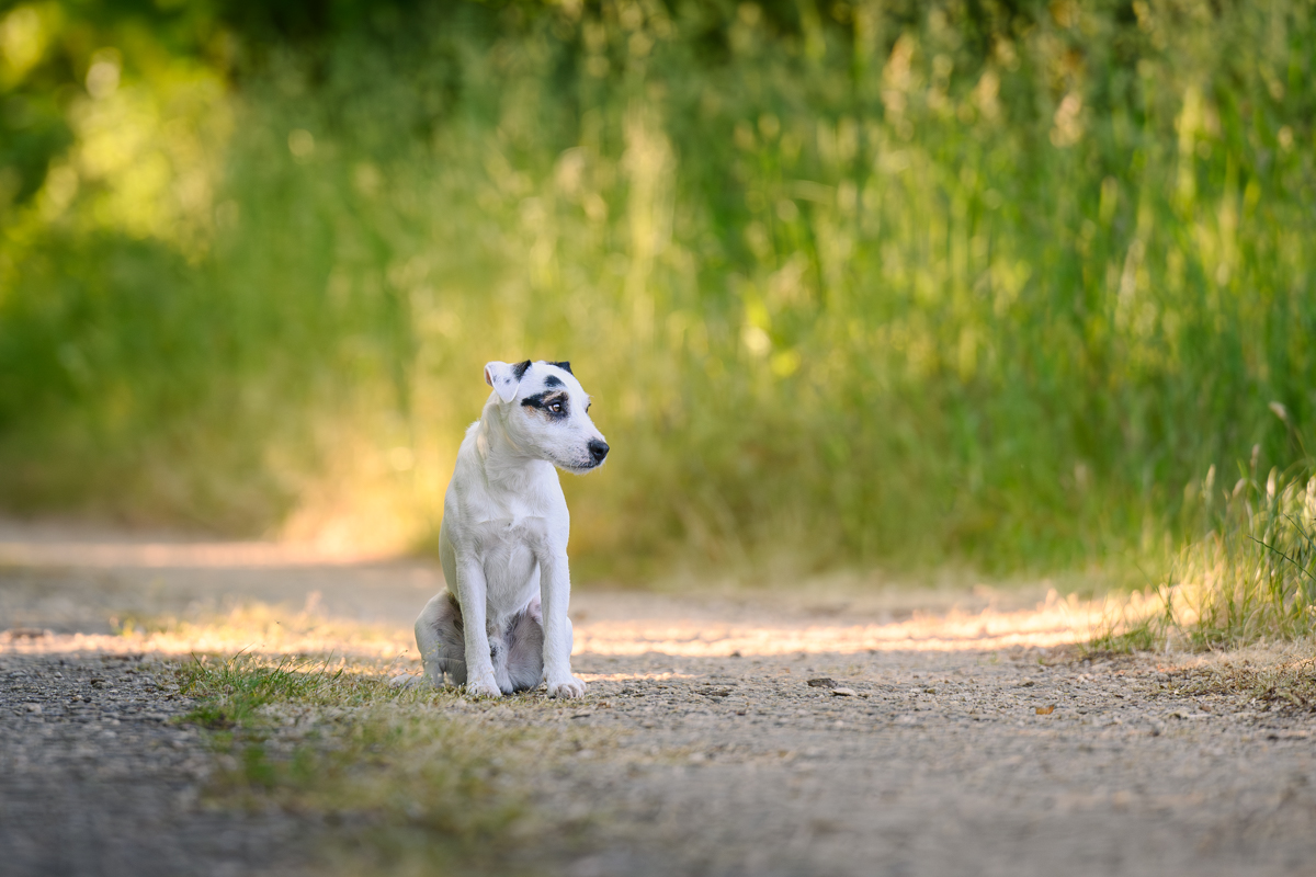 Sweet little dog