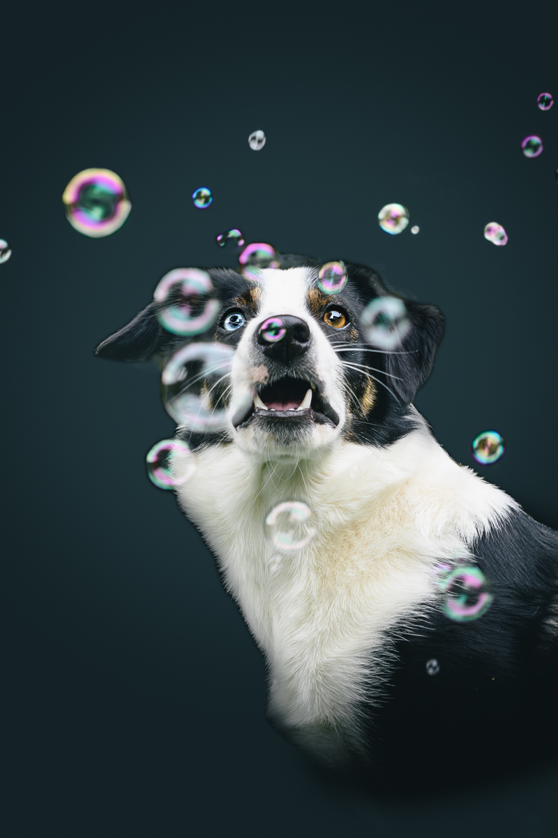 Bubble dog