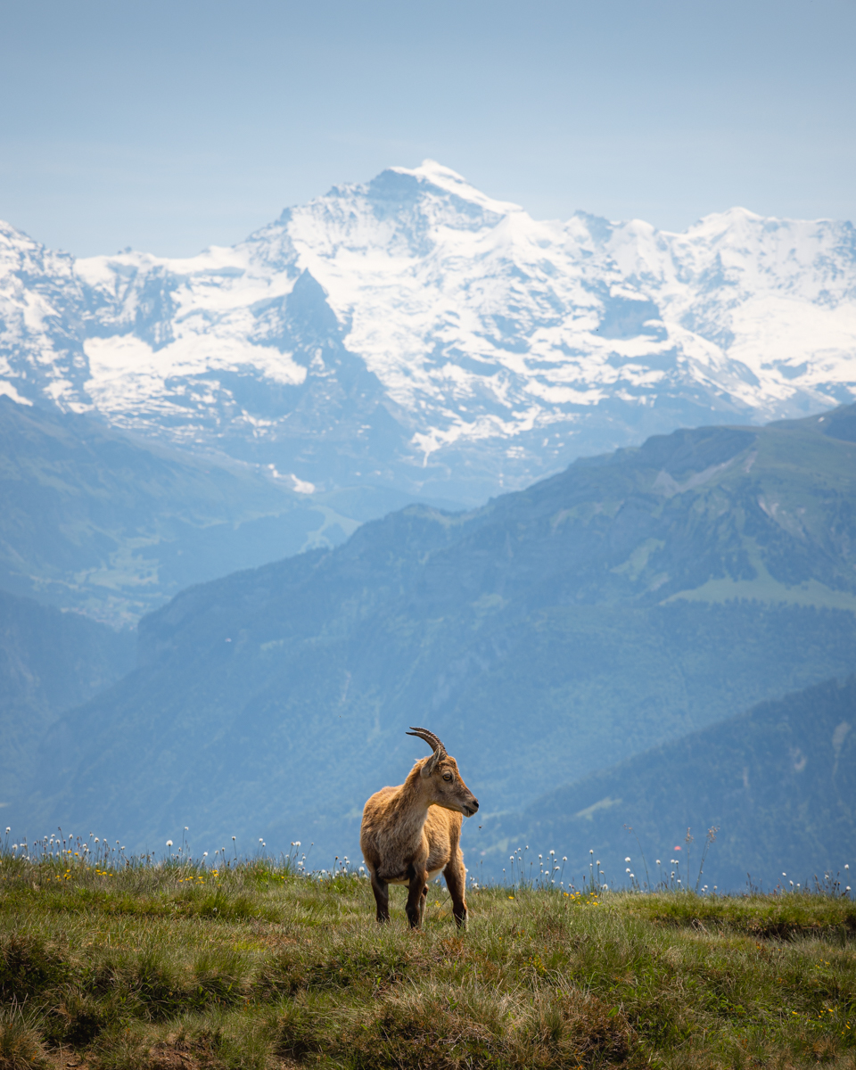 Young Ibex