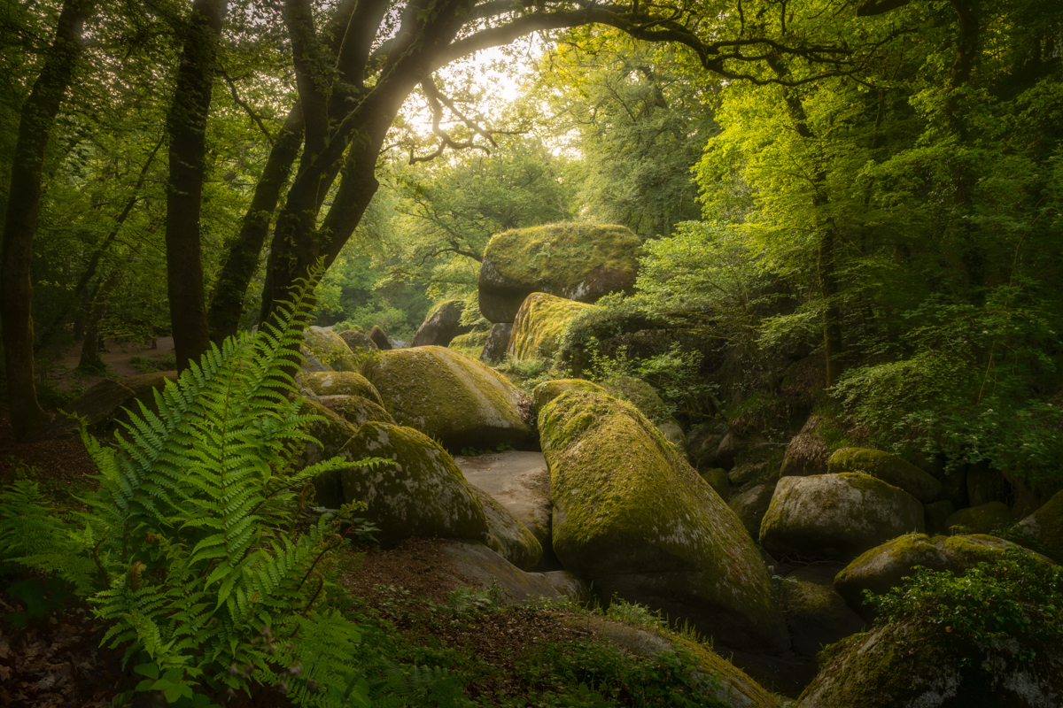 Ferns in the chaos