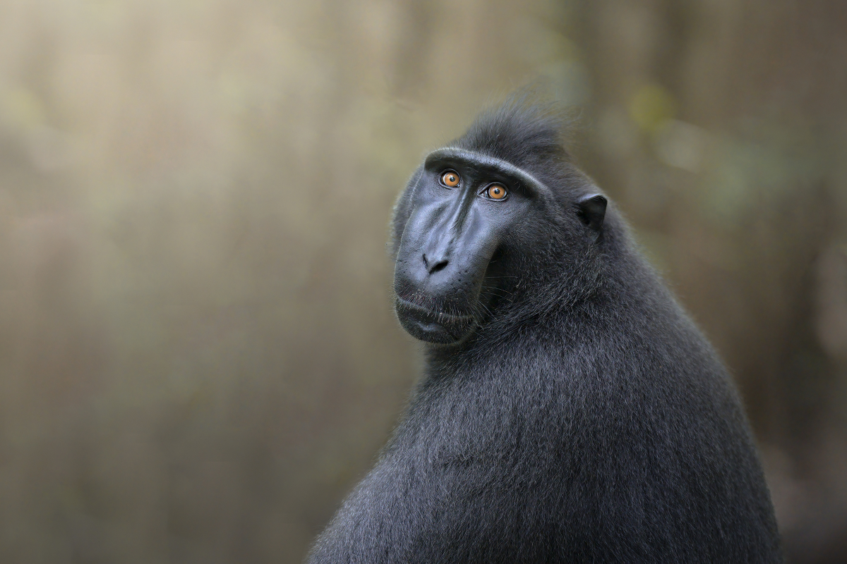 Human gaze of a primate