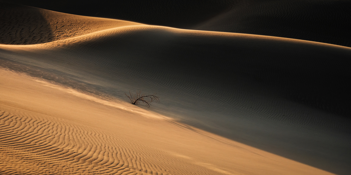 lone tree in desert