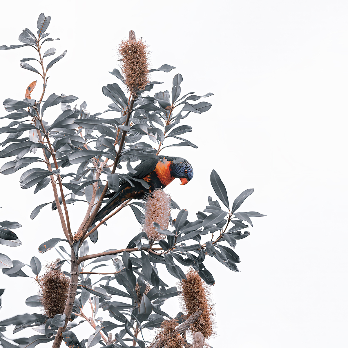 Banksia Feeding Frenzy