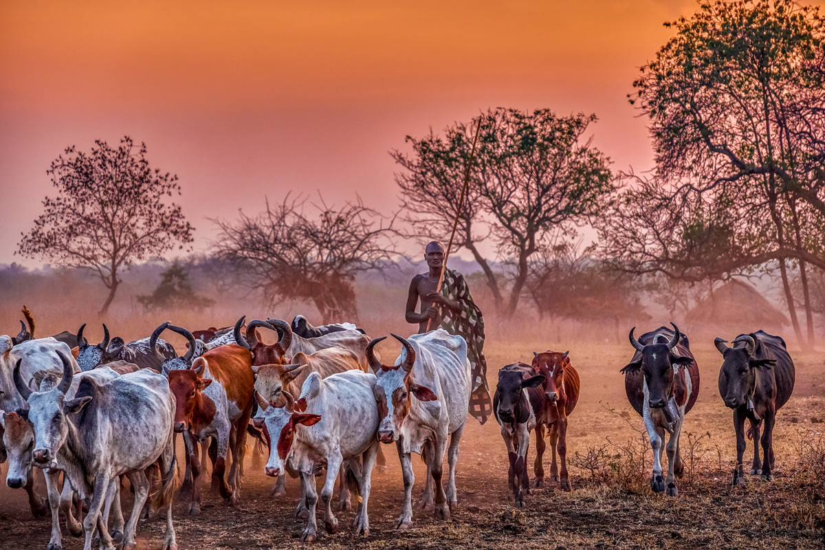 Mursi Cattle Drive