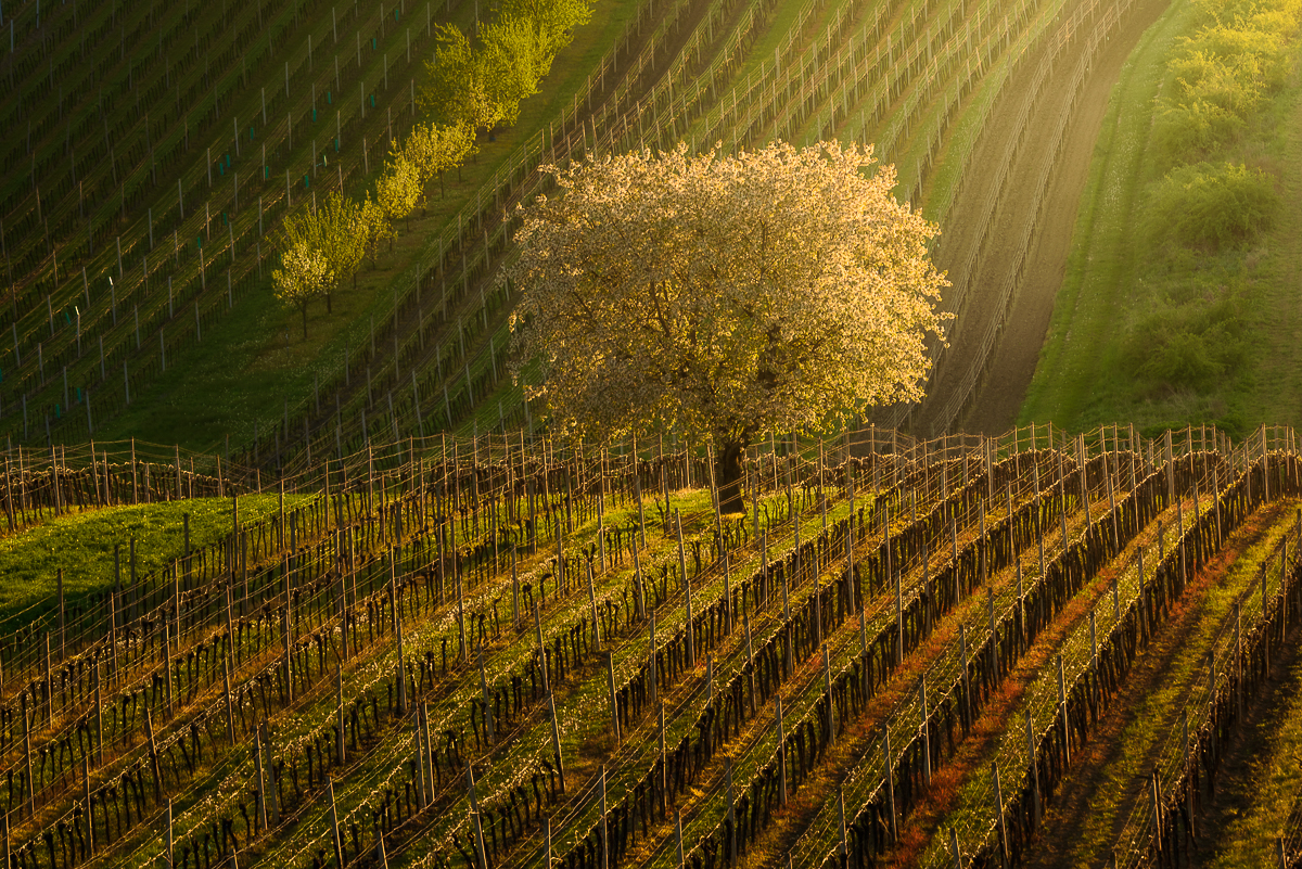 Lonely Tree