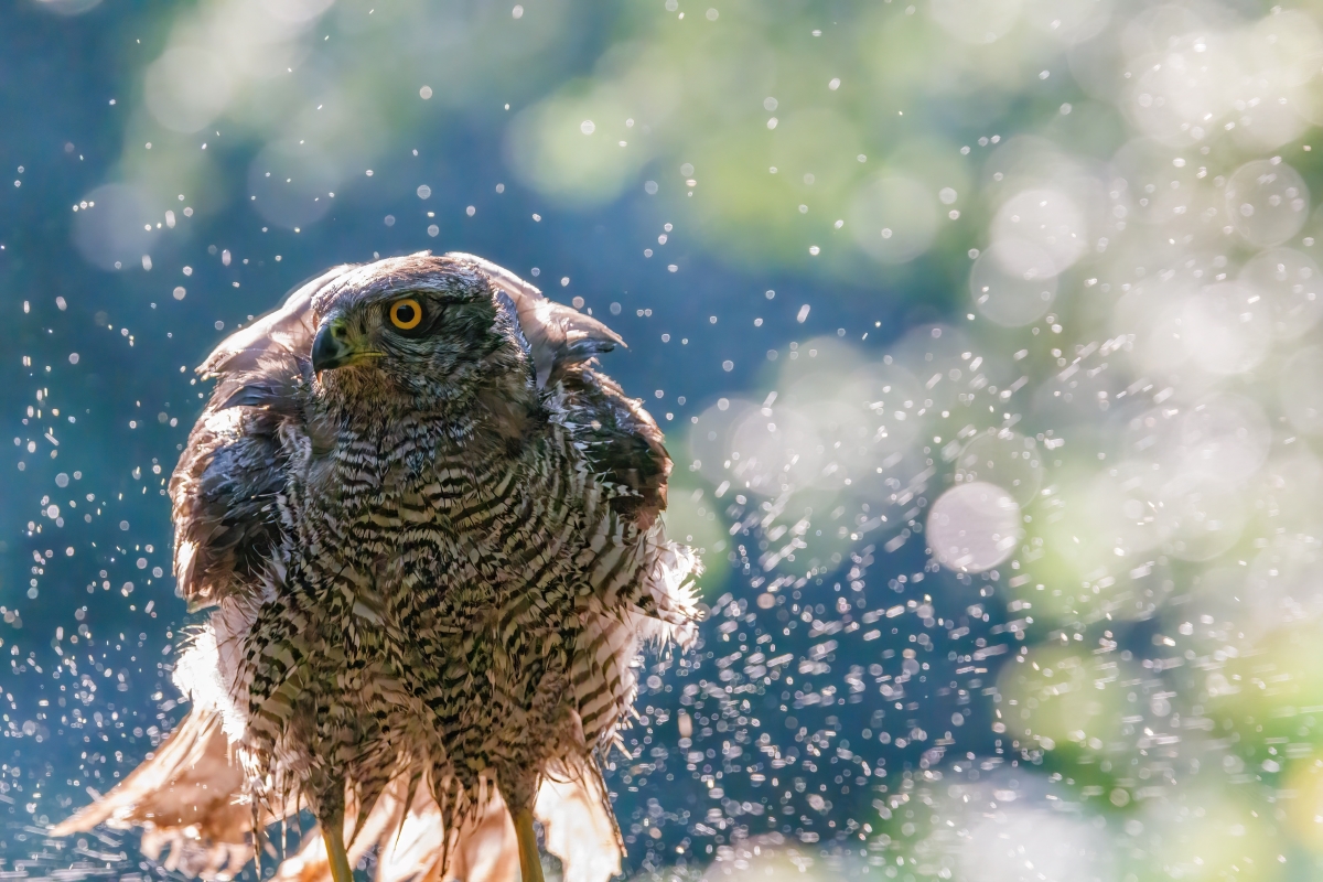 Goshawk Bathing