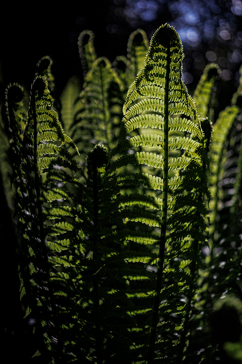 Fern