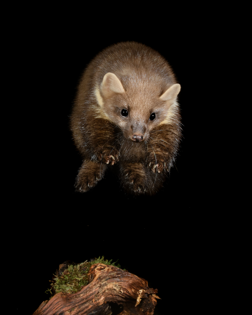 The Flying Marten