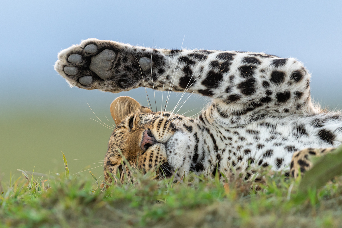 Sleepy Leopard