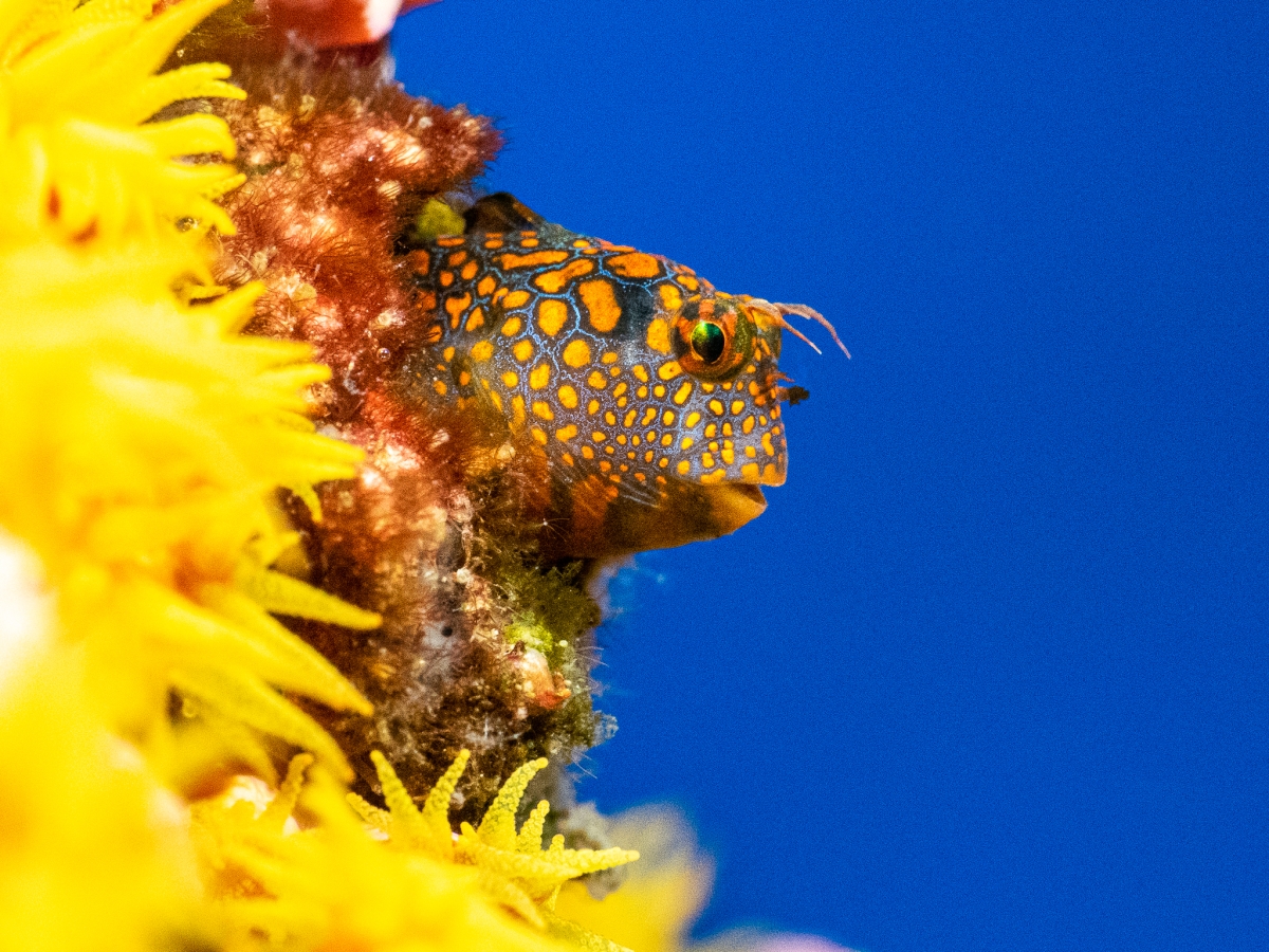 Blenny of the Rig