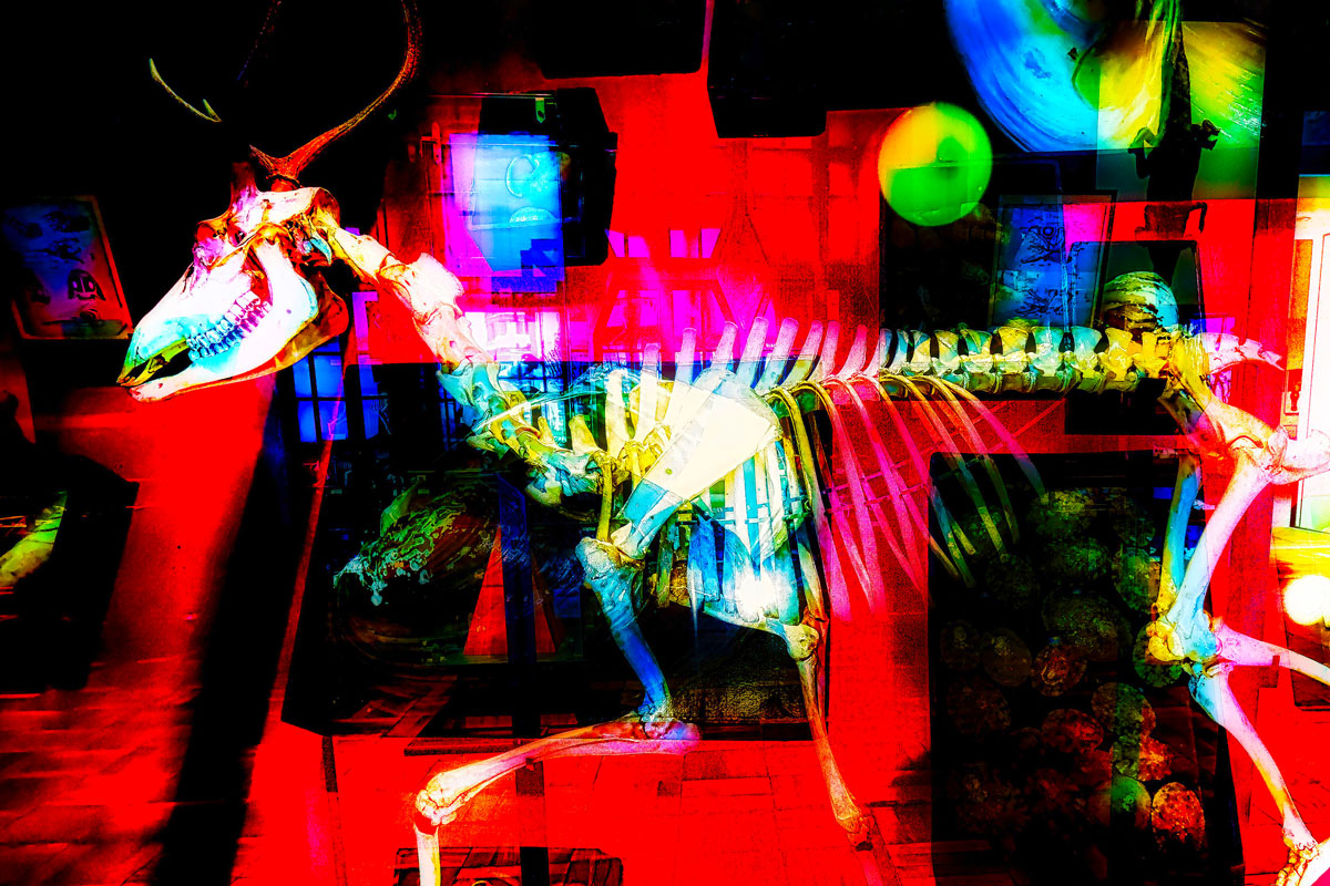 Dinosaurs Living in an Urban Museum