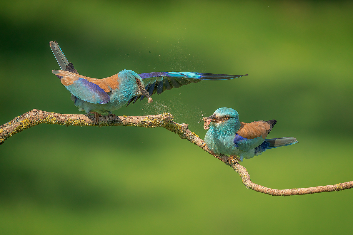 European Rollers