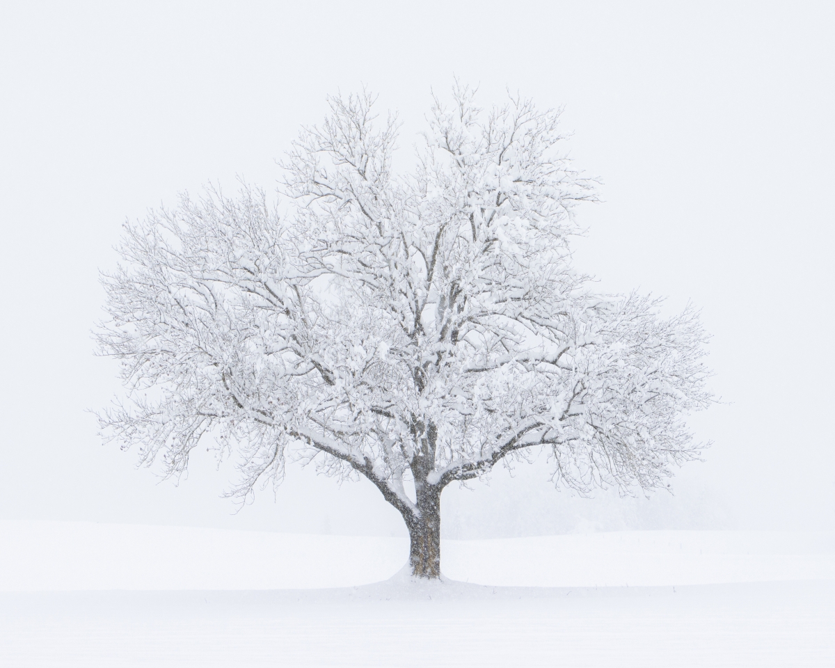 Snowy Morning