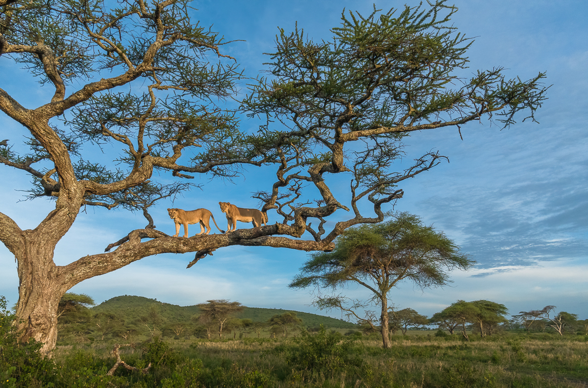 Vantage Point