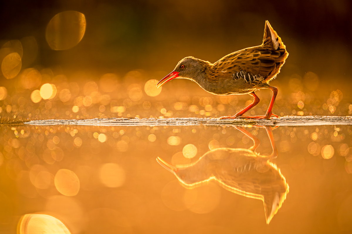 water rail