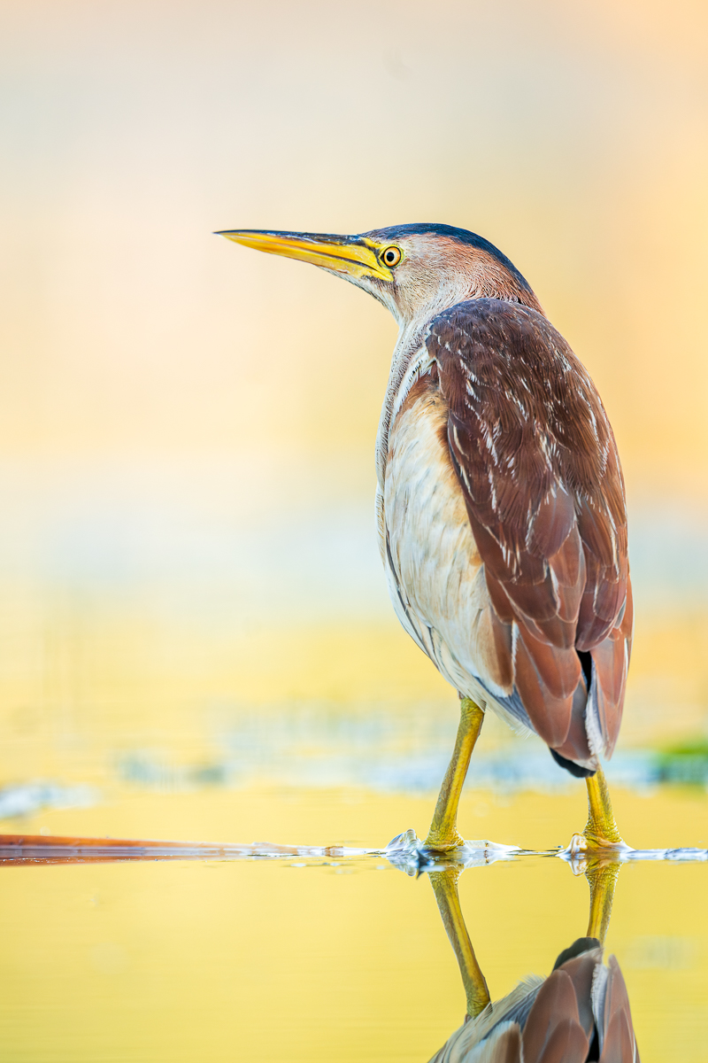 little bittern