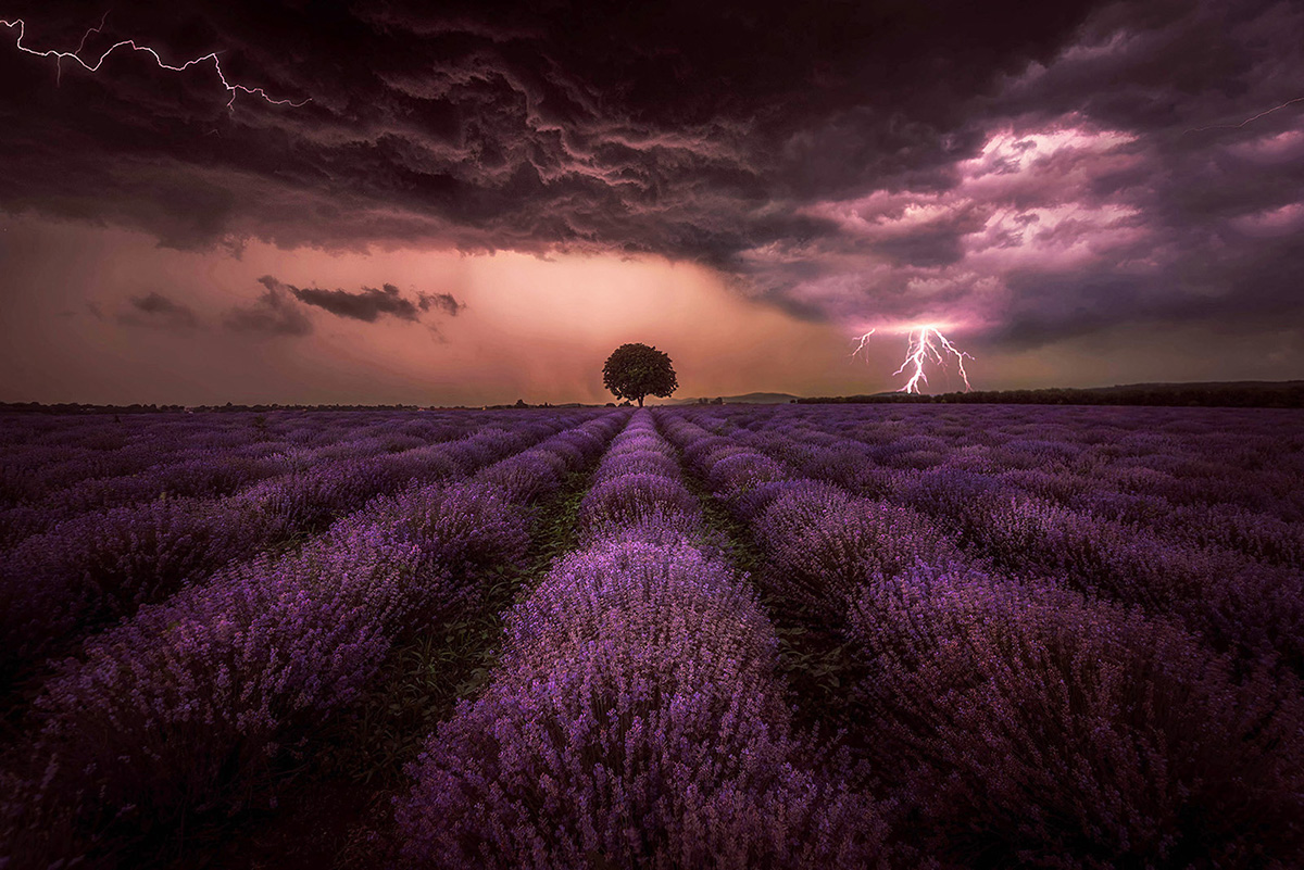 Lavender storm