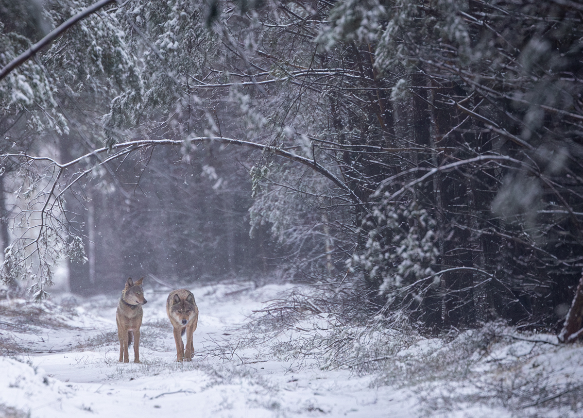 Wolfcouple