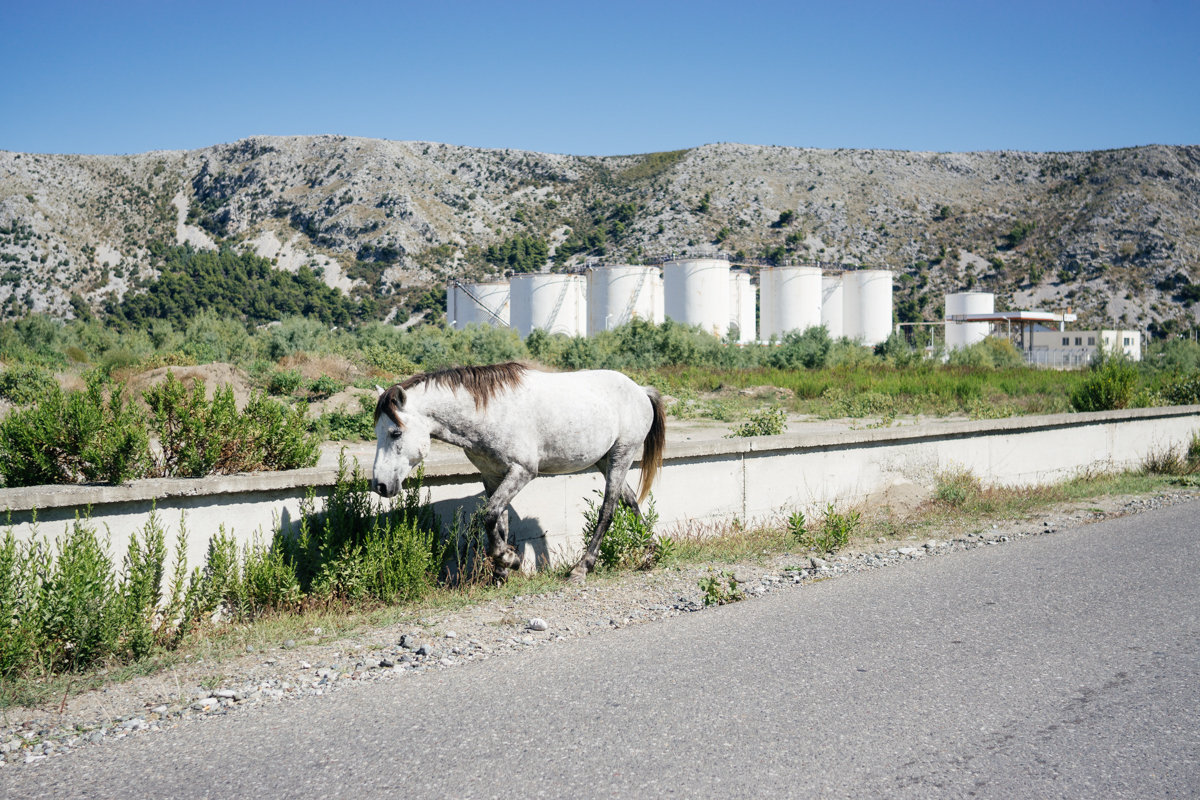 The white horse