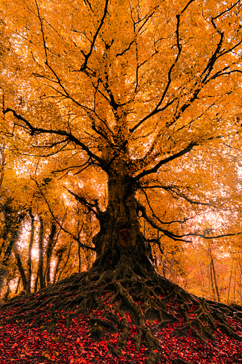 The Guardian of the Forest