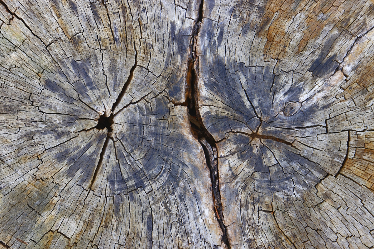 Walnut stump