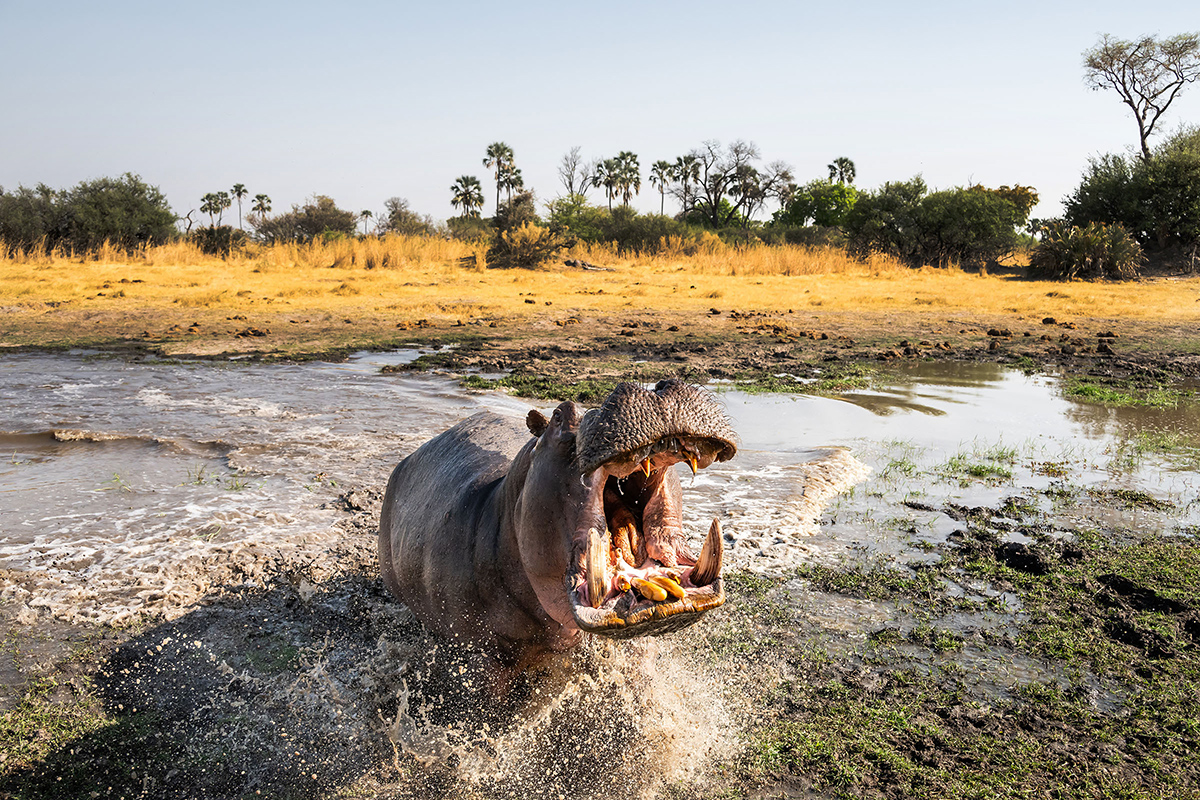 Hippo Attack