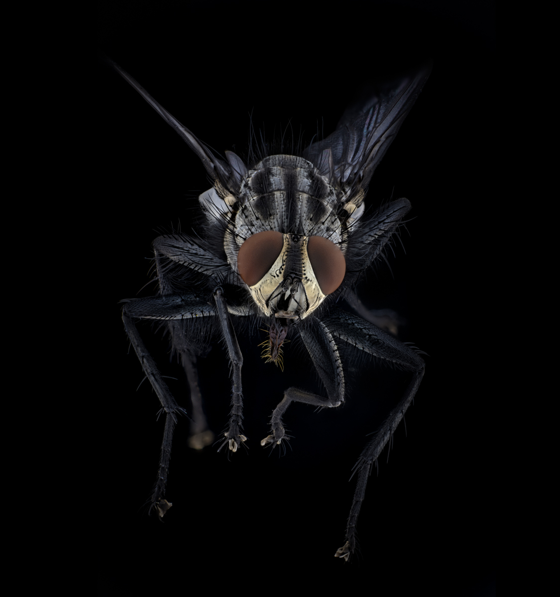 Flesh Fly