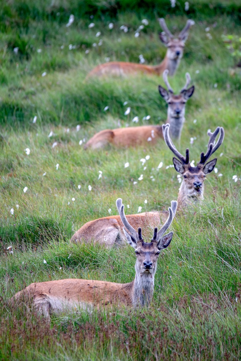 Wildlife of Jura