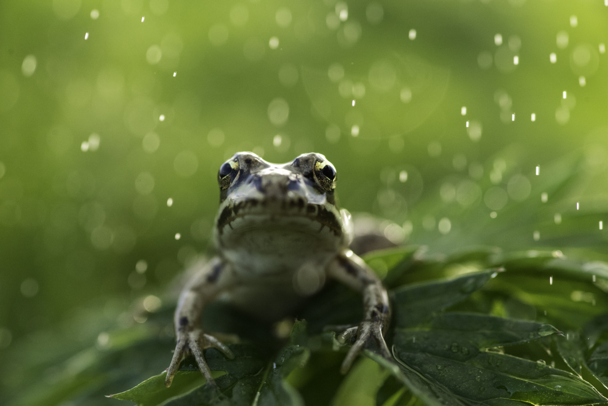 Frog in rain