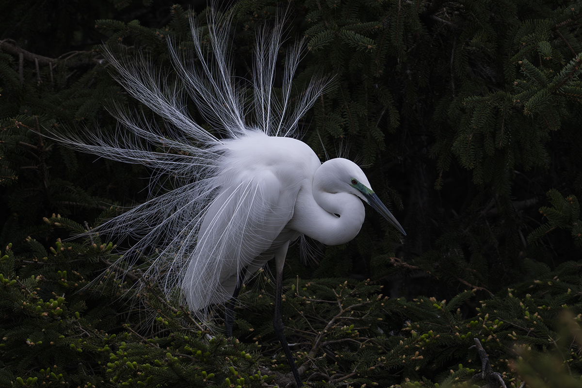 Egret Flower